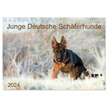Junge Deutsche Schäferhunde (Tischkalender 2024 DIN A5 quer) CALVENDO Monatskalender
