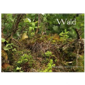 Wald (Wandkalender 2024 DIN A2 quer) CALVENDO Monatskalender