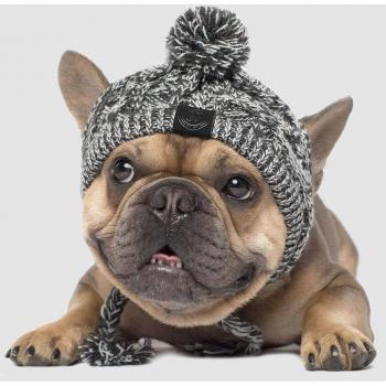Accessoires d'anniversaire pour chiens