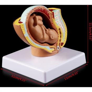 Desarrollo Fetal Humano 9 Meses Modelo 634B