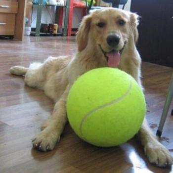 Jouet Balle de Tennis 9,5 pouces pour Chiens