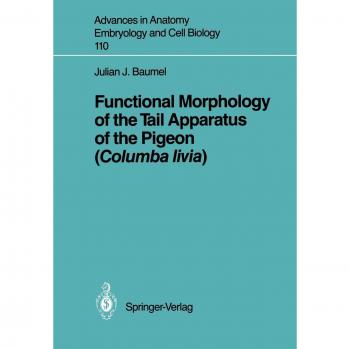 Functional Morphology of the Tail Apparatus of the Pigeon