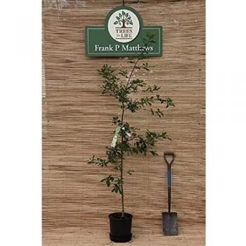 Royal Oak 7‑L Pot Cultivar