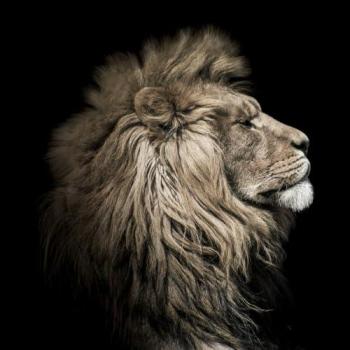 Peinture Imprimée Lion Sépia 90x90 cm