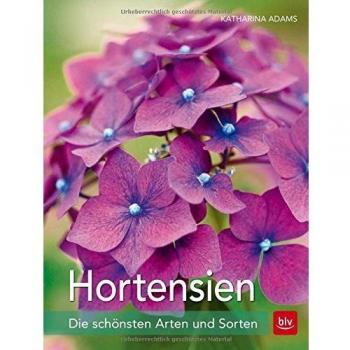 Hortensien: Die schönsten Arten und Sorten