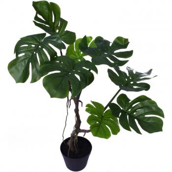 Green Twisted Stem Monstera Plant