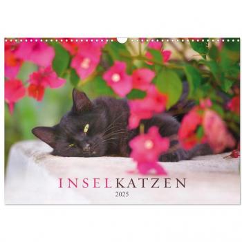Inselkatzen (Wandkalender 2025 DIN A3 quer) CALVENDO Monatskalender