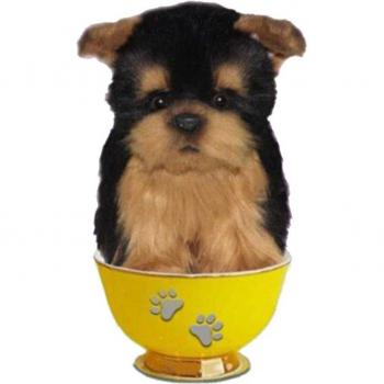 Dolcetto Peloso Yorkshire per Canini
