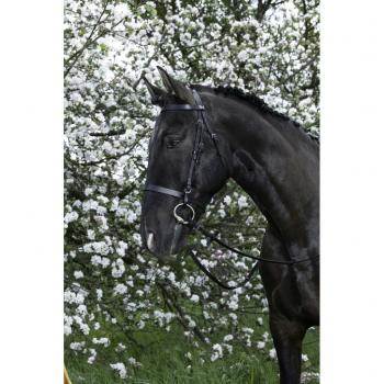 RIDING WORLD 'Svart Muserolle Träns' (Cob)