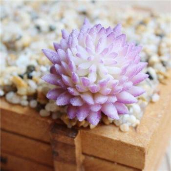 Jiva Lotus Home Decoration Plant