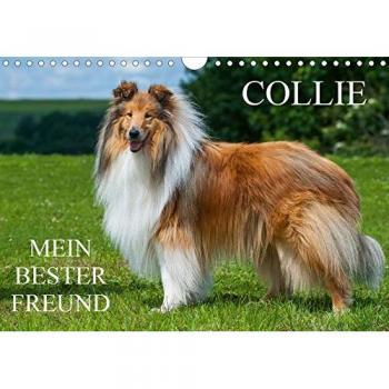 Collie