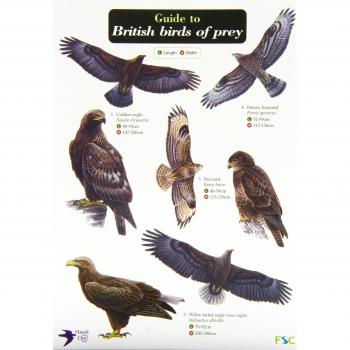 Guide to British Birds of Prey (Chart)