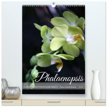 Phalaenopsis