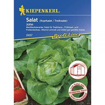 Kiepenkerl Kopfsalat Samen 'John Tolerant'