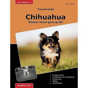 Traumrasse: Chihuahua: Kleiner Hund ganz groß!