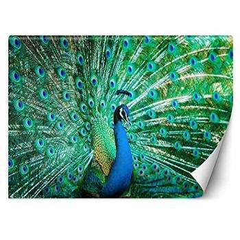 Parati Pavone Vivace 100x70