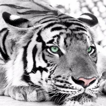 Gemstone Tiger Portrait Kit – 30x30 cm