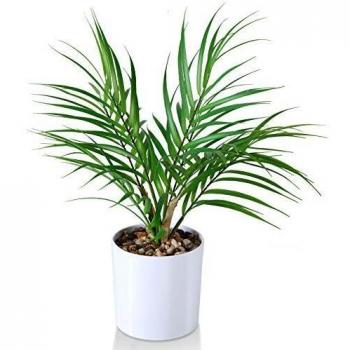 Areca Finta Kazeila 40 cm per Home Office