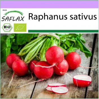 Ravanello Biologico Ciliegia Bell – 100 semi di Raphanus sativus