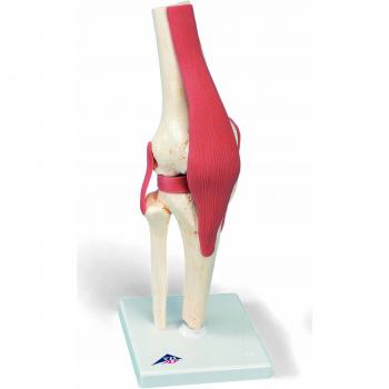 Modelo de Articulación de la Rodilla