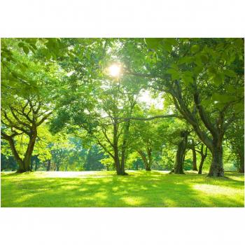 Murage Panoramique Forêt Éclatée 200x140 cm