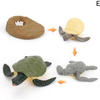 Frog and Turtle Life Cycle Educational Toy