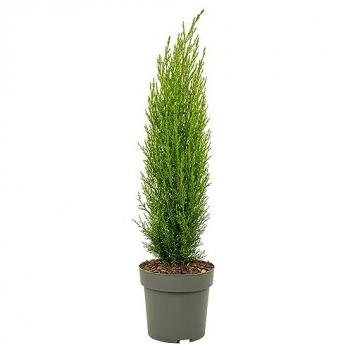 Cipresso Toscano in Vaso 19cm