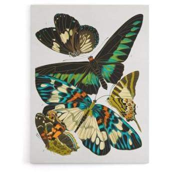 Butterfly Meadow – Vintage Canvas by Eugene Seguy (12x16)