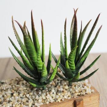 Realistische Aloe Vera Nachbildung