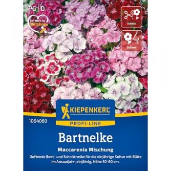 Kiepenkerl Bartnelke Maccarenia Blütenpracht