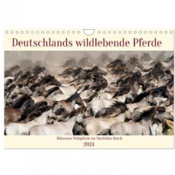 Deutschlands wildlebende Pferde (Wandkalender 2024 DIN A4 quer) CALVENDO Monatskalender