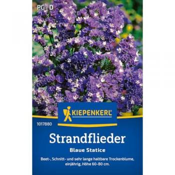 Blaue Statice für den Garten