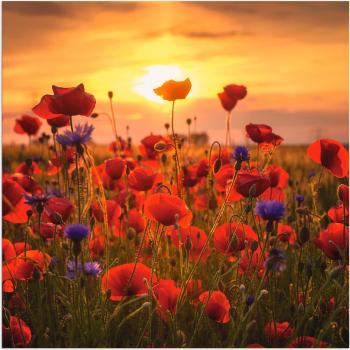 Wandaufkleber »Mohnblumen im Abendlicht« von Artland