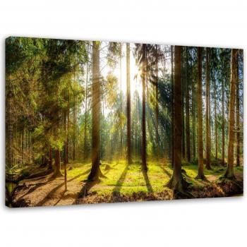 Feeby Canvas, Raggi in un bosco soleggiato 60x40 verde