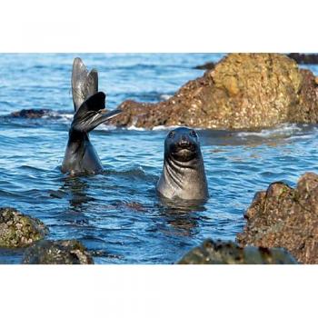 Junge Elefant im Meer – Calvendo 90x60 cm Leinwand