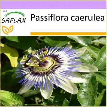 Safflax Passiflora – 25 semi di Passiflora caerulea