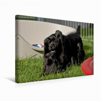 CALVENDO Premium Textilkunst: Labrador Welpen 45 × 30 cm
