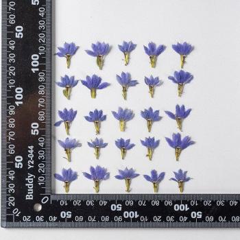 Flor Prensada Scaevola para Decoración de Uñas