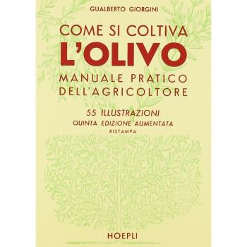 Come si coltiva l'olivo