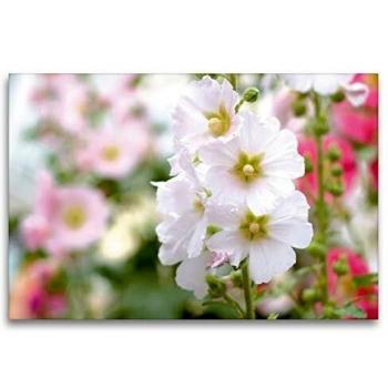 Stockrose Hildesheim Leinwand 120 x 80 cm – Premium von CALVENDO
