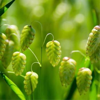 SemiWild Grande Brize Grass Seeds