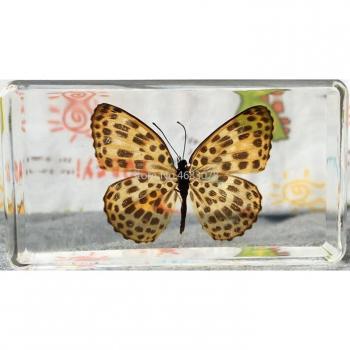 Clear Resin Argynnis Hyperbius Specimen for School Biology 73x41x20MM