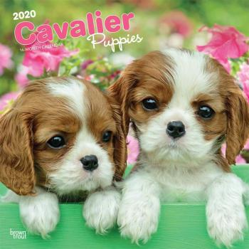 Cavalier King Charles Spaniel Puppies