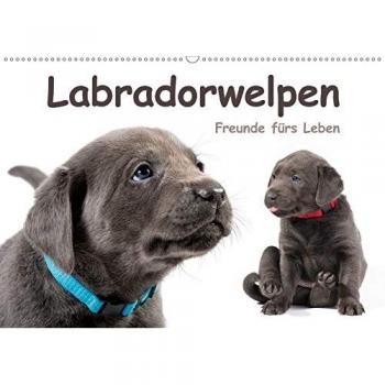 Labradorwelpen