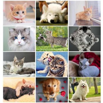 Broderie diamant mosaïque complète animaux