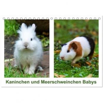 Kaninchen und Meerschweinchen Babys (Tischkalender 2024 DIN A5 quer) CALVENDO Monatskalender