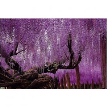 GREAT ART Glycine Décoration Murale – Affiche XXL Fleurs Violettes (140 x 100 cm)