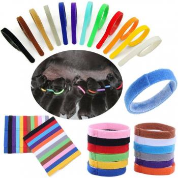 12 Vibrant ID Collars for Dogs and Cats