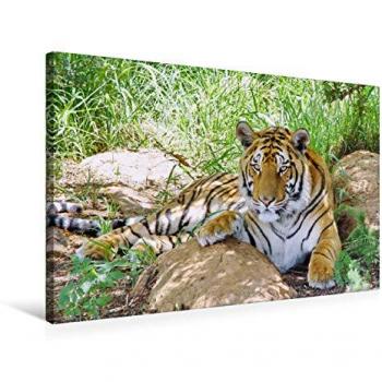 Thula’s Tiger‑Gestreifte Leinwand 75 × 50 cm – CALVENDO