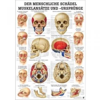 Anatomie-Lehrtafel Schädelmuskel‑Ansätze 70 × 100 cm, Papier
